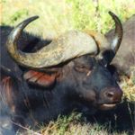 Buffalo 1